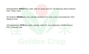 SYNEAR Crispy Roti Scallion Flavor 450g | 思念 手抓饼 葱香味 450g