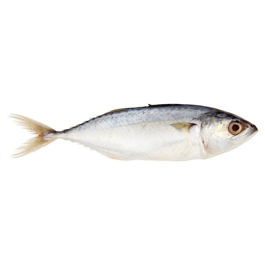 Bonesca Horse Mackrel  1kg | 青鱼(马鲛鱼) 1kg