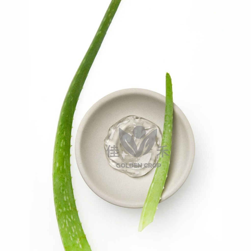 新鲜 芦荟 1kg | Fresh Aloe Vera 1kg