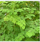 [10187] 猫苦草 200g | Marum Leaf 200g