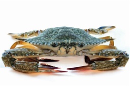 [81116] JONA 远海梭子蟹（整只）2kg | JONA Blue Swimming Crab (whole) 2kg