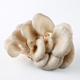 [10395] oyster mushroom  200g | 平菇 200g