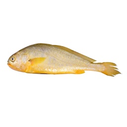 [80869] 小黄鱼 900g/720g | Yellow Croaker 900g/720g