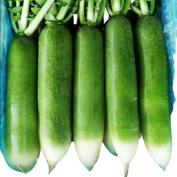 [10157] Green radish / kg | 青萝卜 (称重)