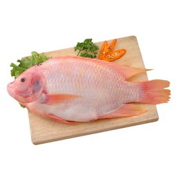 [80852] 红色罗非鱼 1kg | Red Tilapia G&S 1kg