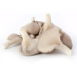 [10193] oyster mushroom / kg | 平菇 (称重 )