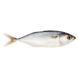 [80810] 青鱼(马鲛鱼) 1kg | Horse Mackrel 1kg