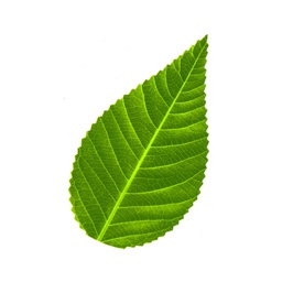 [70417] Sushi Decoration Green Leaves 200 Pcs/ Bag | 装饰用 寿司绿叶 200片/ 包 