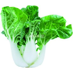 [10188] Mini Pak Choi / kg | 新鲜 小白菜 (称重)