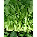 [10305] Mak Choi 1kg | 新鲜 油麦菜 1kg