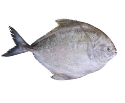 [80740] Black Pomfret 1kg | 鲳鱼 1kg