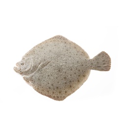 [80800] Frozen Turbot 1kg | 冰冻 多宝鱼 1kg