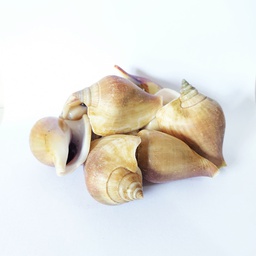 [80757] Cooked Conch 1kg | 熟海螺 1KG
