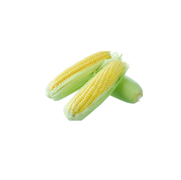 [10131] Fresh Sweet Corn 1kg | 新鲜 甜玉米 1kg