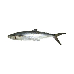 [80812] Indian Mackrel 6/8 1kg | 马鲛鱼 6/8 1kg