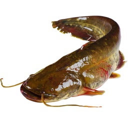 [80754] Catfish W/C IWP 5/800 1kg | 冰冻 鲶鱼 5/800 1kg